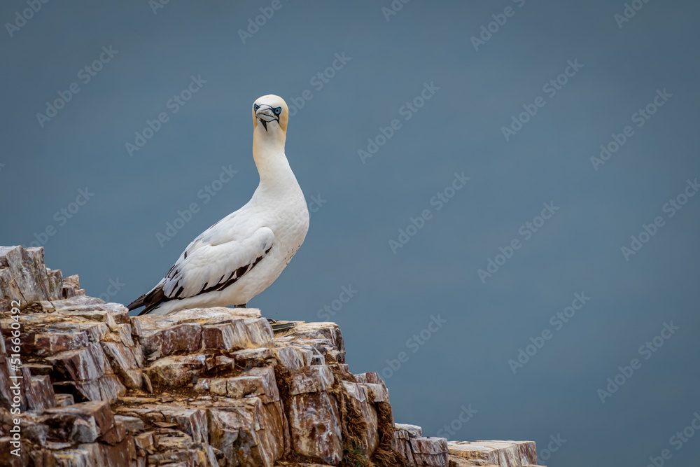 Gannet On Rocks at Troop Head Scotland Gannet On Rocks at Troop Head Scotland