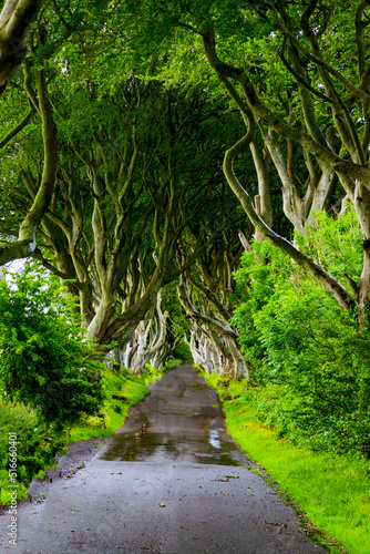 Dark Hedges -iconic beech trees - Kingsroad in  HBO's epic series Game of Thrones - Northern Ireland