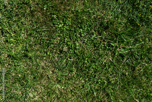 green lawn grass background background