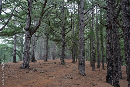 Wald auf La Palma