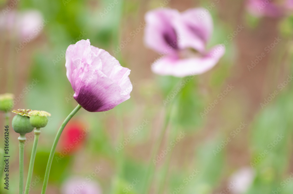 amazing purple poppies summer buds of summer flowers close up, floral background amazing purple poppies summer buds of summer flowers close up, floral background