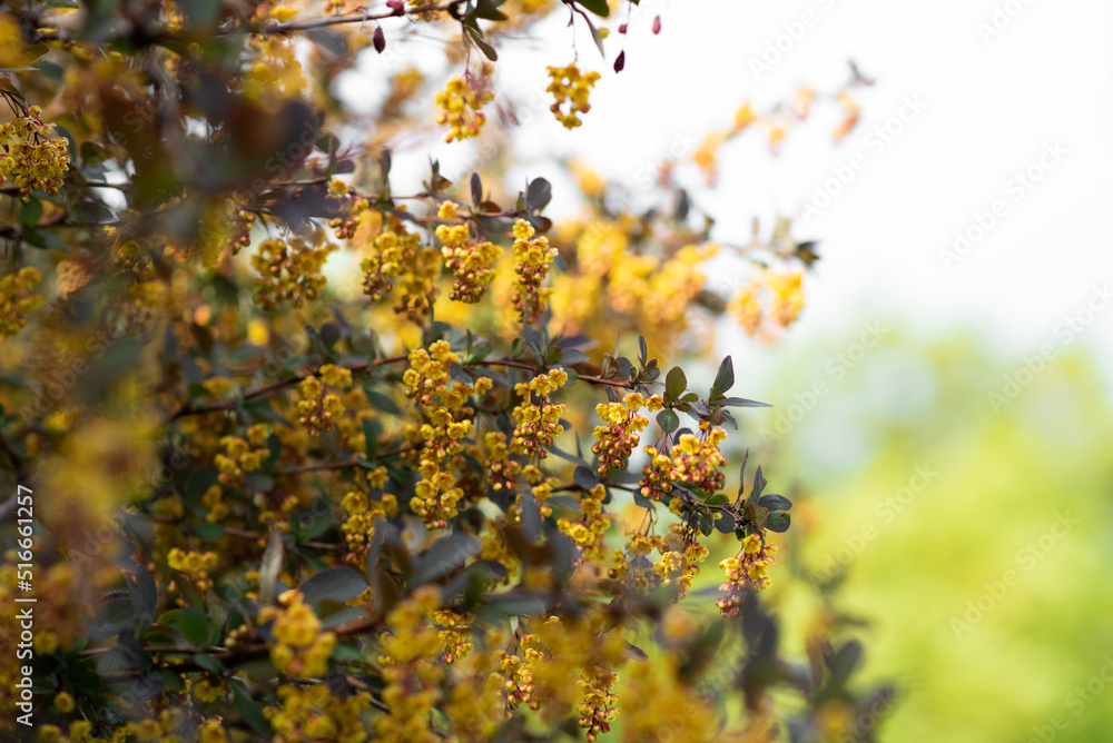 Against the background of bright spring foliage and light bokeh blooms with beautiful yellow flowers garden varietal barberry, exuding fragrance Against the background of bright spring foliage and light bokeh blooms with beautiful yellow flowers garden varietal barberry, exuding fragrance