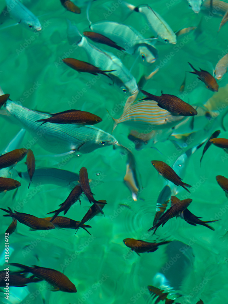 Tropical fish in the sea water on the island of Crete as a backdrop Tropical fish in the sea water on the island of Crete as a backdrop