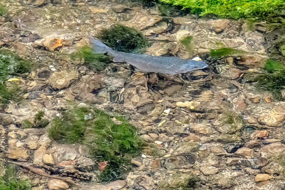 Adult freshwater stream rainbow trout (Oncorhynchus mykiss) in River Coln - Bibury, Gloucestershire, United Kingdom Adult freshwater stream rainbow trout (Oncorhynchus mykiss) in River Coln - Bibury, Gloucestershire, United Kingdom