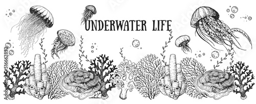 Underwater life. Hand drawn sketch. Vector illustration. Seaweed, jellyfish and coral, engraved illustration. Design template. Underwater world hand drawn.