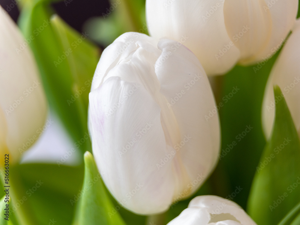 Naklejka premium tulipany