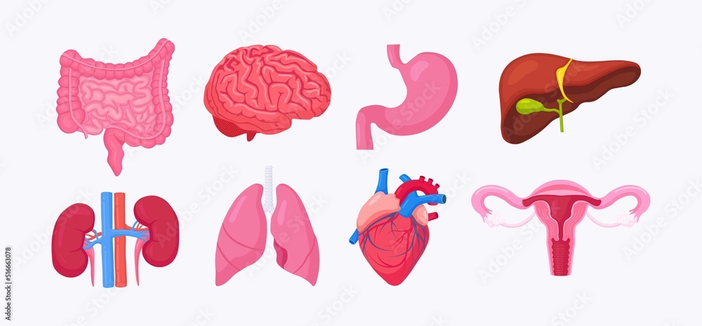 Human internal organs. Anatomy of brain, intestines, heart, lungs ...