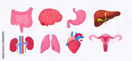 Human internal organs. Anatomy of brain, intestines, heart, lungs, kidneys, gallbladder, stomach, liver, female reproductive system, ovary, uterus, womb