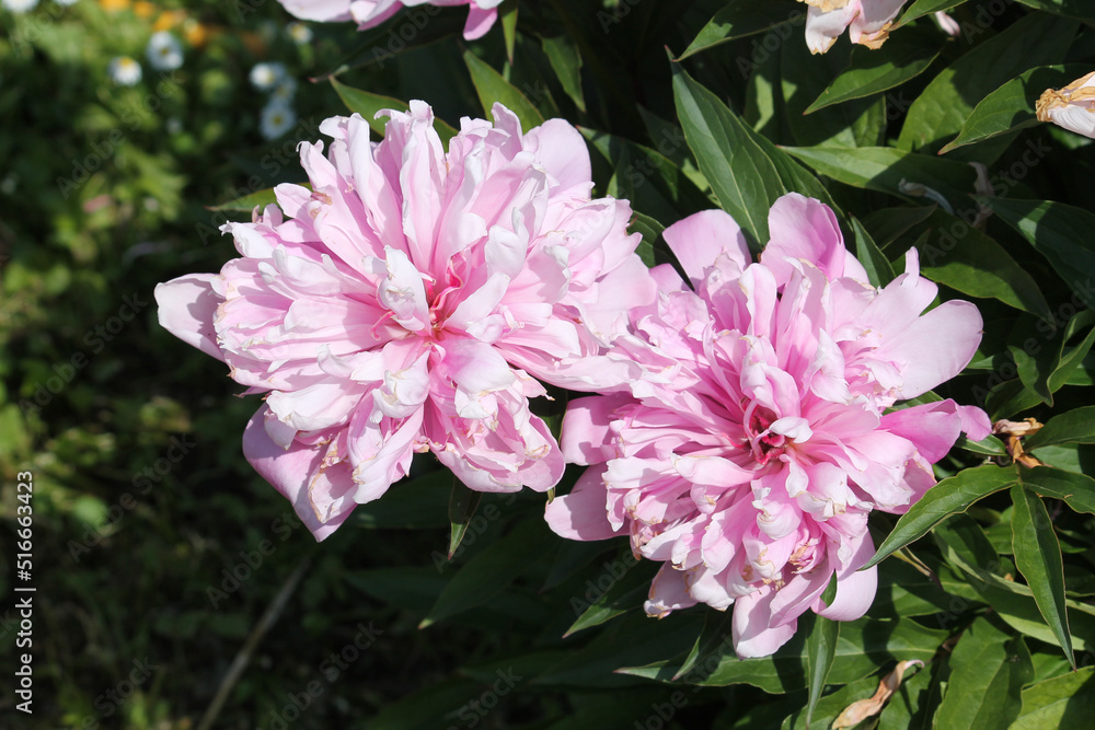 Obraz premium Pink double flowers of Paeonia lactiflora (cultivar Schafe). Flowering peony plant in summer garden