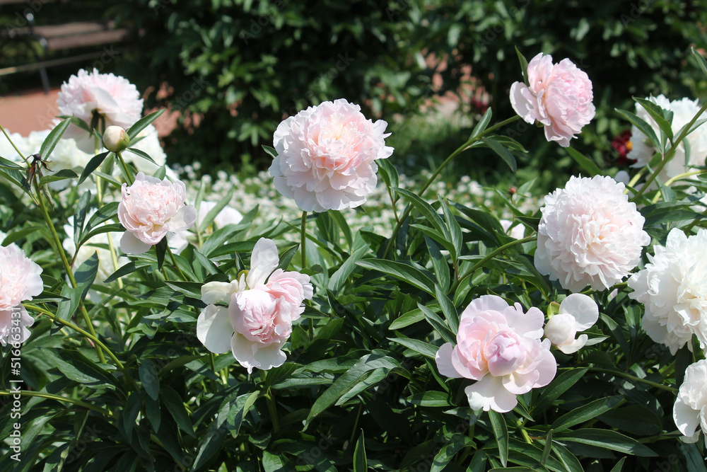 Pink double flowers of Paeonia lactiflora (cultivar Madame Calot). Flowering peony plant in summer garden Pink double flowers of Paeonia lactiflora (cultivar Madame Calot). Flowering peony plant in summer garden