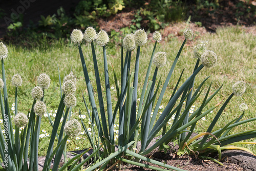 Flowering Welsh onion (Allium fistulosum) plants in summer garden photo