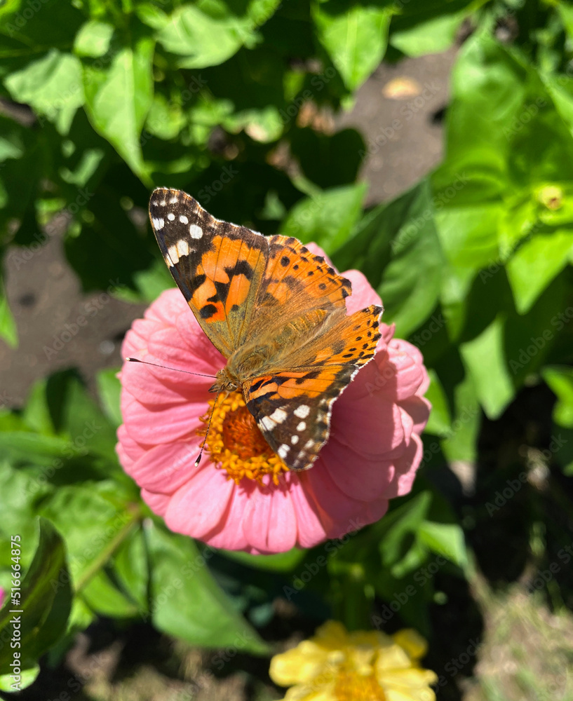 Obraz premium butterfly on flower