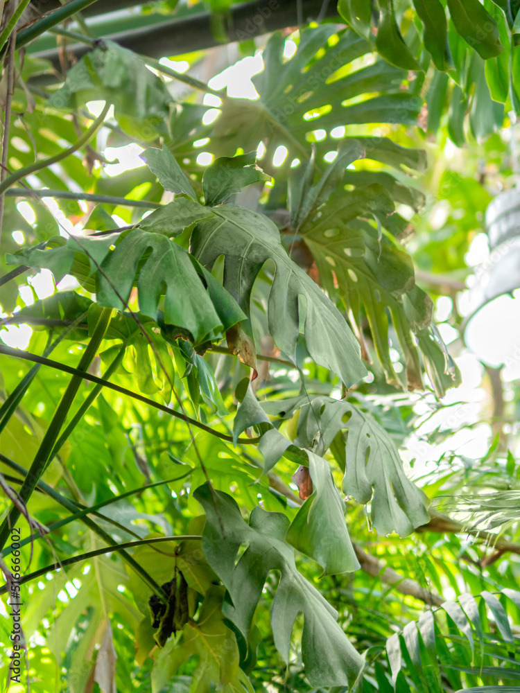 Monstera deliciosa, Swiss cheese plant or split-leaf philodendron. Tropical plant with large green leaves in greenhouse. Monstera deliciosa, Swiss cheese plant or split-leaf philodendron. Tropical plant with large green leaves in greenhouse.