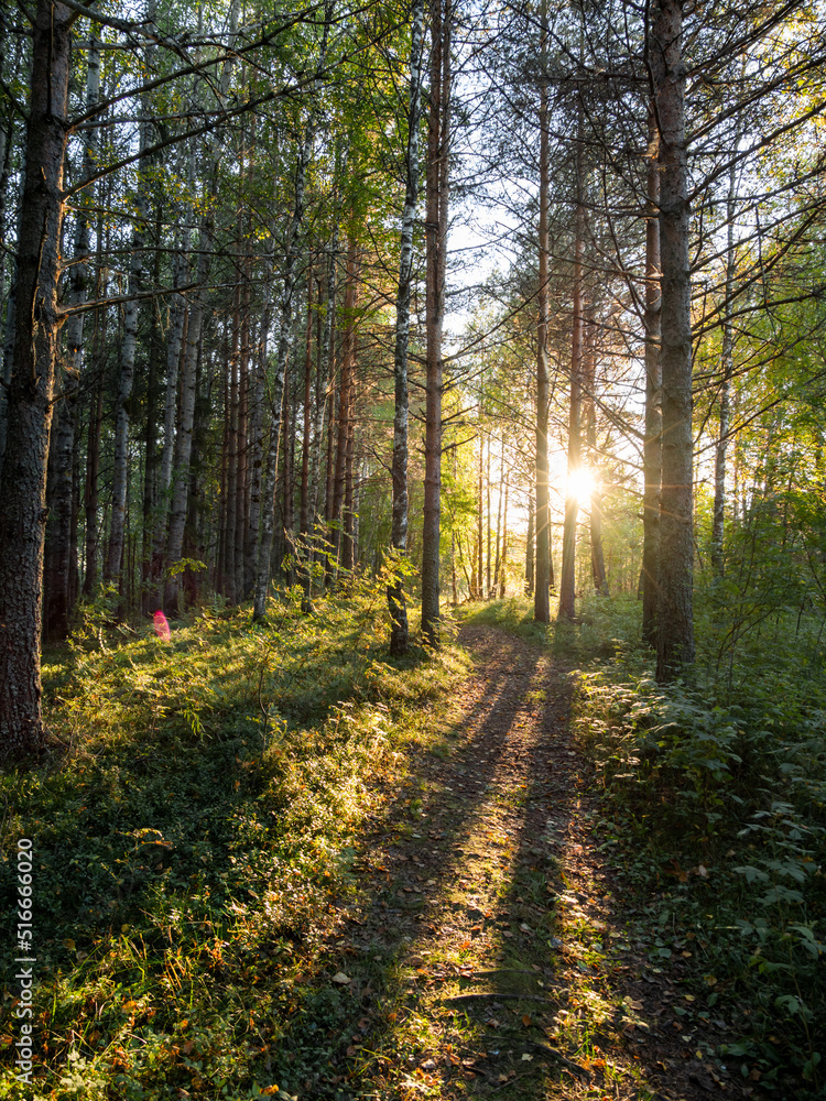 Fototapeta premium Sunset in forest. Sun shines between tree trunks. Summer in countryside.