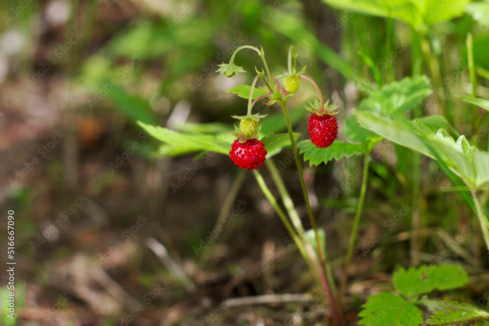 wild strawberry in the forest in sunny day wild strawberry in the forest in sunny day