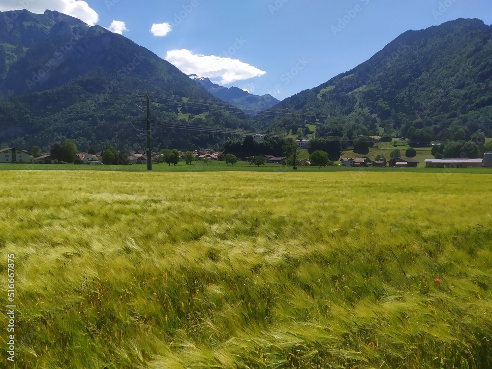 Fototapeta premium landscape in the mountains