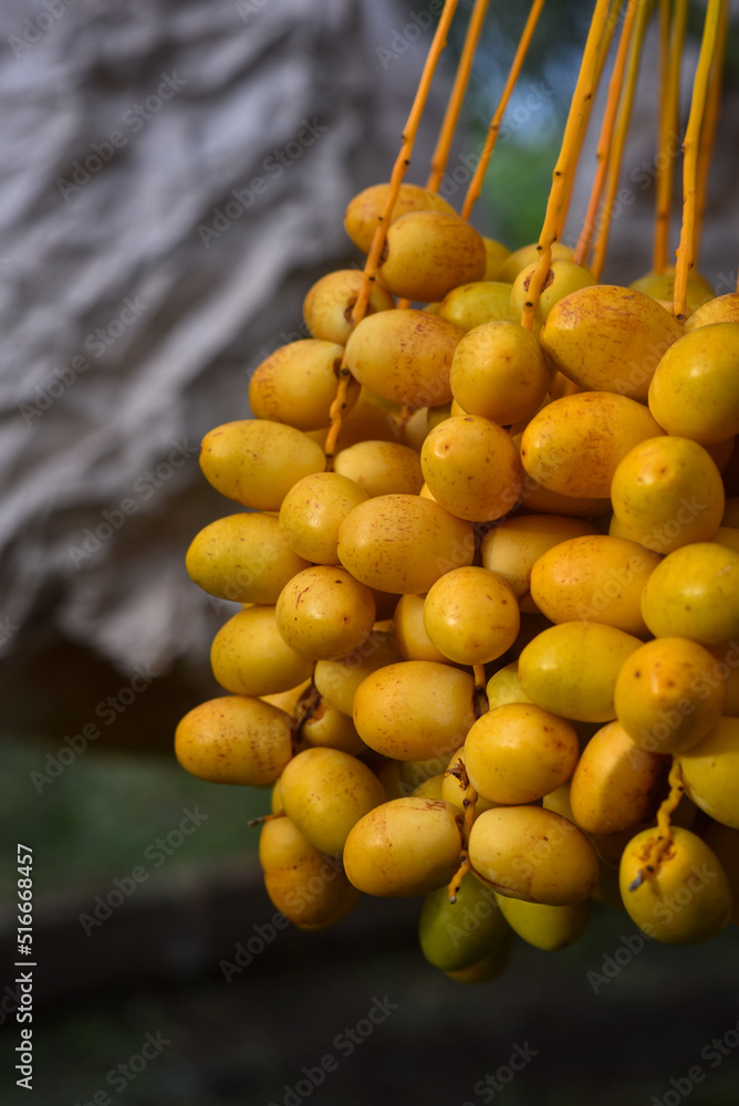 Fresh dates from the palm tree Udon thani, thailand Fresh dates from the palm tree Udon thani, thailand