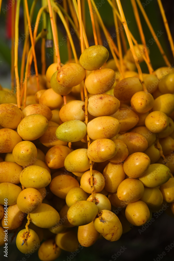 Fresh dates from the palm tree Udon thani, thailand