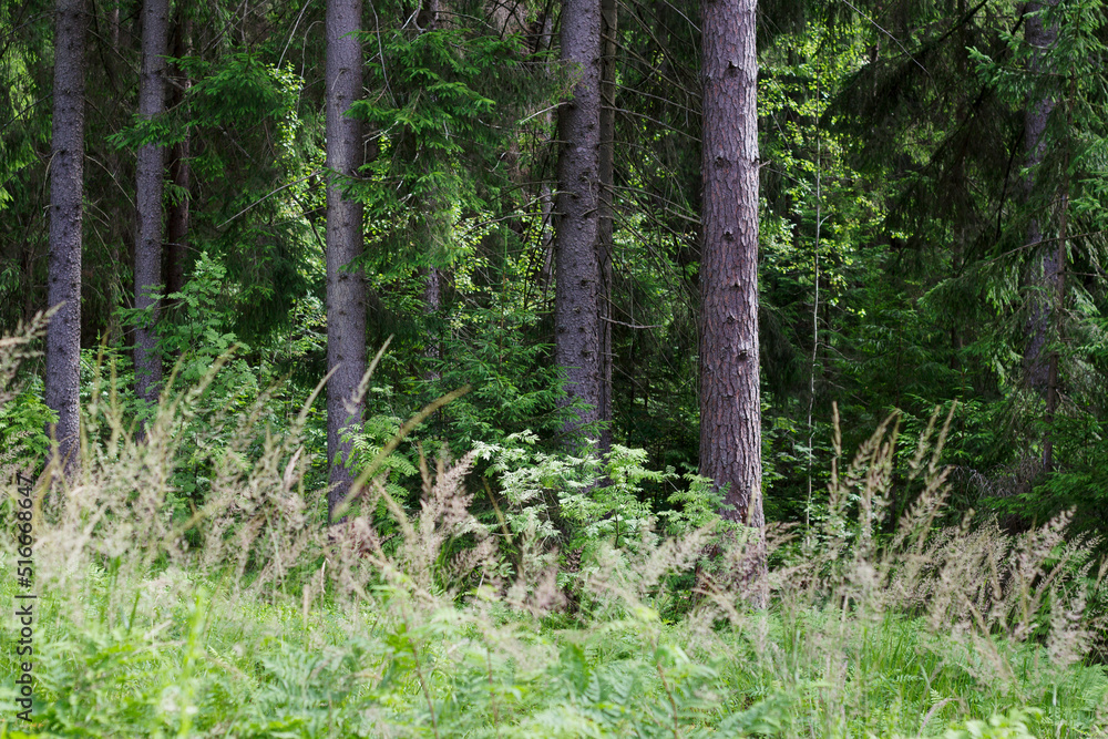 pine forest in sunny summer day as a wild nature background pine forest in sunny summer day as a wild nature background