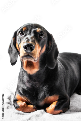 Dachshund dog isolated on white background  