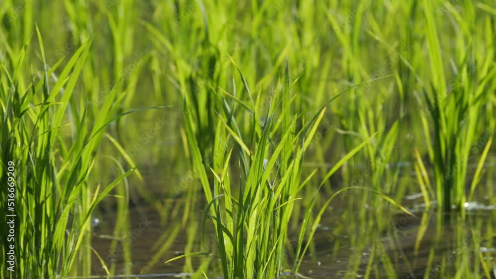 Rice seedlings planted in a paddy field in mid-summer in Japan, exuding vitality. Rice seedlings planted in a paddy field in mid-summer in Japan, exuding vitality.