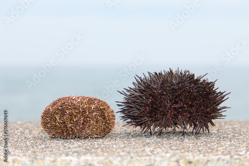 Side view of Hokkaido bafun and murasaki sea urchin shells  photo