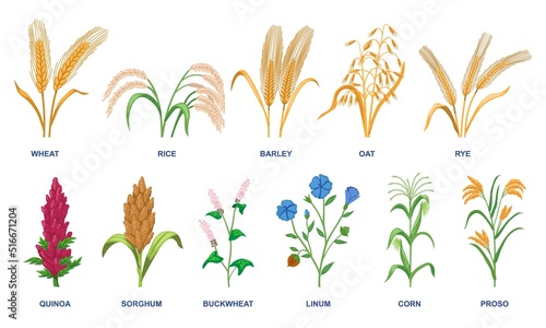 Set of different cereal plants. Realistic spikelets of wheat, rice, oats, corn, linum, quinoa and rye. Design elements with organic crops. Cartoon flat vector collection isolated on white background