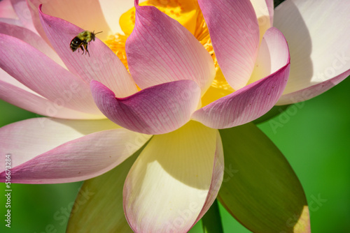 A bee approaches a lotus blossom at Kenilworth Aquatic Gardens in Washington, DC.