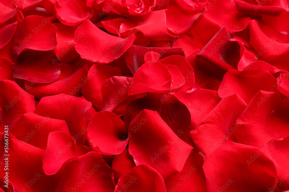 Many red rose petals as background, closeup