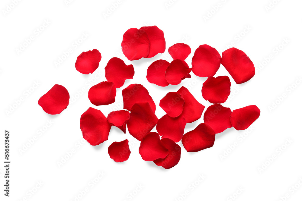 Many red rose petals on white background, top view