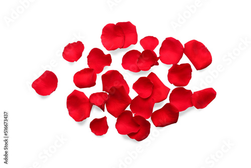 Many red rose petals on white background, top view