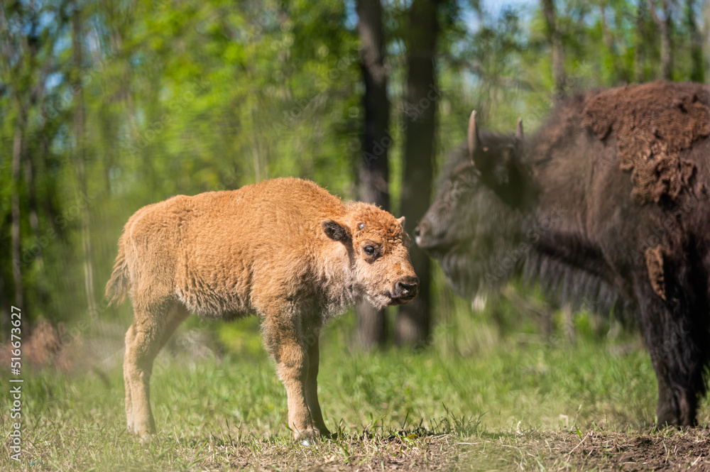 Fototapeta premium Young buffalo or bison calf grazing on pasture. Free range raised happy animals.