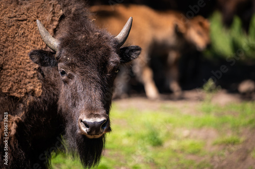 One young buffalo or bison with horns, grazing on pasture. Free range raised happy animals. 