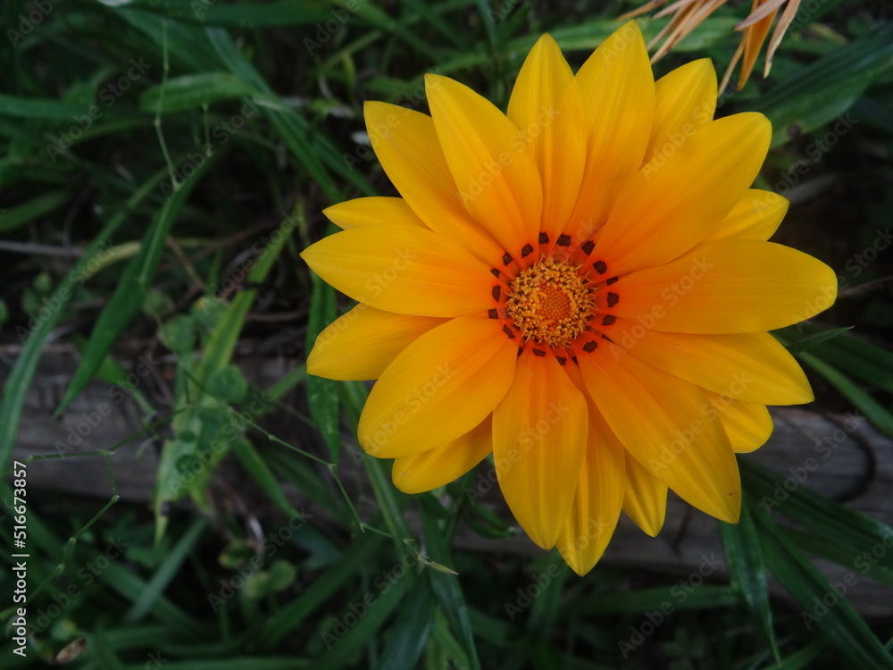 beautiful yellow flower emerging from the green grass beautiful yellow flower emerging from the green grass