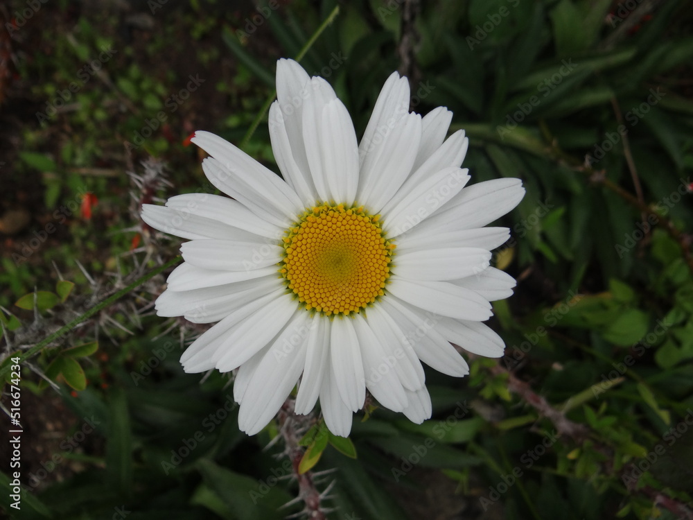 white daisy on a thorny background white daisy on a thorny background