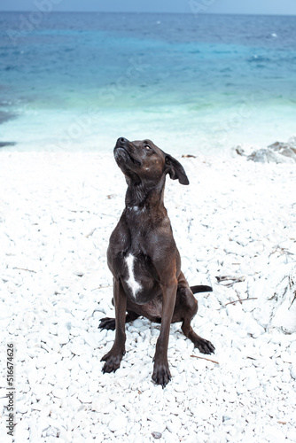 pretty big black wet dog pet at sea coast, lifestyle travel with dog concept