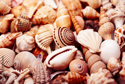 a lot of seashells diverse form on background