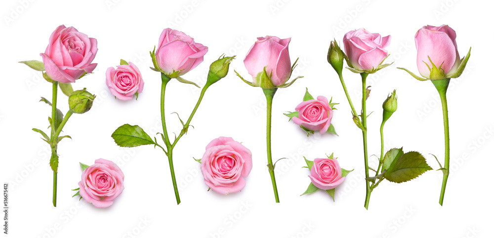 Set os pink roses isolated on a white background. Flat lay design, view from above