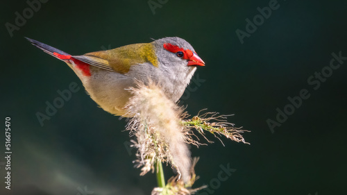 Fotografie Red browed finch, or red browed firetail (Neochmia temporalis), Sydney, Australi
