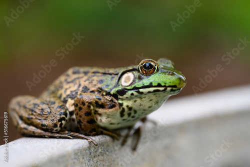 Close-up of an American bullfrog