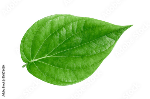 Green betel leaves isolated on white background clipping path