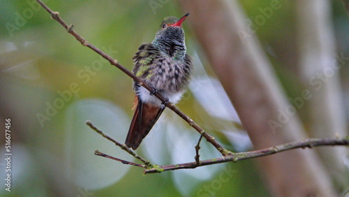 Rufous-tailed hummingbird (Amazilia Tzatcl) perched on a twig in Mindo, Ecuador