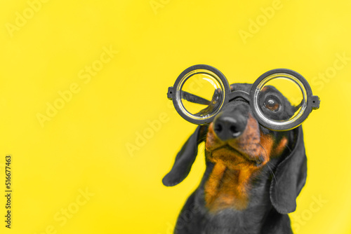 A small dog with huge round glasses on a yellow background, copy space. Puppy in stylish pilot glasses looks up in bewilderment. Sale of fashionable and modern eyeglass frames. Steampunk dog.