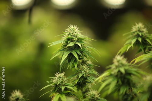 Obraz na płótnie Blooming Marijuana plant with early white Flowers, cannabis leaves, marijuana w salonie
