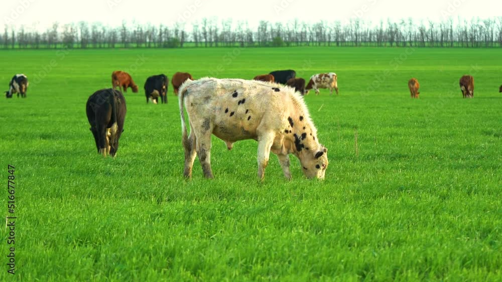 Cows in field, grazing on grass and pasture in Australia, on a farming ranch. Agricultural industry. Cattle eating hay and silage. breeds include speckled park, Murray grey, angus, Brangus, hereford Cows in field, grazing on grass and pasture in Australia, on a farming ranch. Agricultural industry. Cattle eating hay and silage. breeds include speckled park, Murray grey, angus, Brangus, hereford