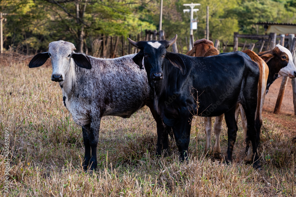 Fototapeta premium crossbred cattle on dry pasture in sunny afternoon
