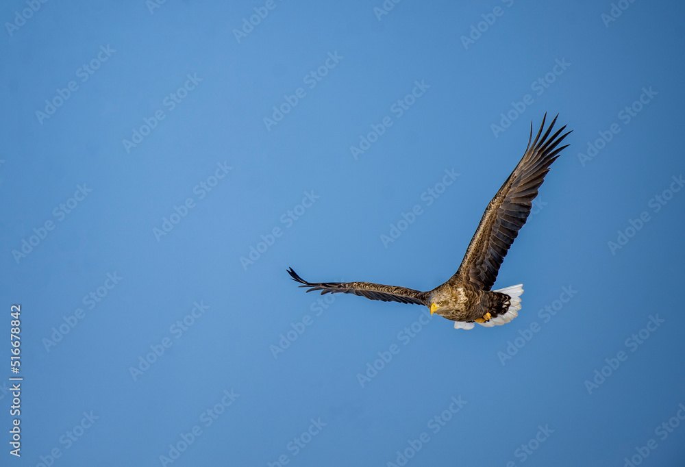 Obraz premium 獲物を物色中