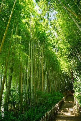 竹林のひよどり坂 サムライの古道 佐倉市