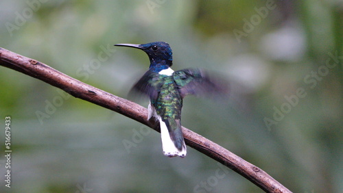 White-necked jacobin (Florisuga mellivora) hummingbird perched on a branch with its wings extended in Mindo, Ecuador