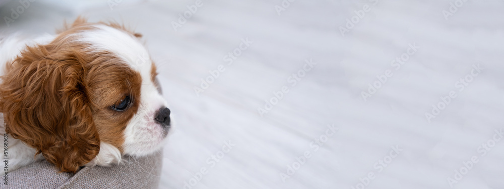 banner. portrait of cute Blenheim King Charles Spaniel dog puppy in a indoor home setting with space for text. Little dog lies on a grey background. Lap dog banner. portrait of cute Blenheim King Charles Spaniel dog puppy in a indoor home setting with space for text. Little dog lies on a grey background. Lap dog